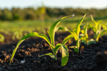 Young corn plants sprouting in a fertile field at sunset showcasing growth and vitality