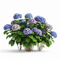 Lush Blue and Purple Hydrangea Bush in Full Bloom