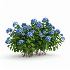 Lush Blue Hydrangea Bush Isolated on White Background