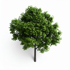 Fototapeta premium Lush Green Deciduous Tree Overhead View Against White Background