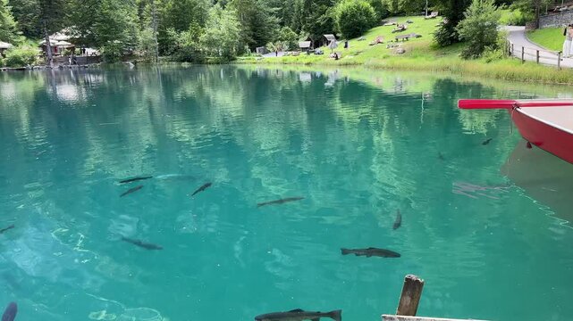 Crystal-clear Blausee lake in Switzerland, where the water is so transparent you can see fish swimming below. Pristine alpine nature, peaceful atmosphere, and stunning natural beauty. Kandergrund 
