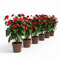 Naklejka premium Row of Potted Red Flowers Against White Background