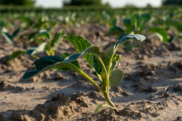 Green cabbage seedling growing in rich soil under bright sunlight in a rural field setting