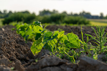 Green plants emerging from freshly tilled soil in a sunny agricultural field during late spring
