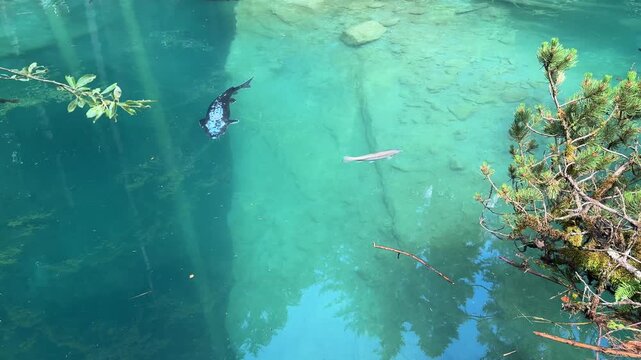 Crystal-clear Blausee lake in Switzerland, where the water is so transparent you can see fish swimming below. Pristine alpine nature, peaceful atmosphere, and stunning natural beauty. Kandergrund 