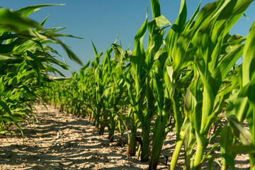 Corn plants growing in a sunny field under a clear blue sky during summer