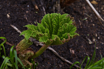 Lush, vibrant, and green rhubarb leaves are beautifully emerging from the rich and fertile soil
