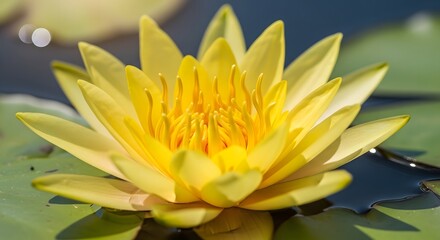 A close up of a vibrant yellow water lily flower in full bloom on a lily pad in a pond setting