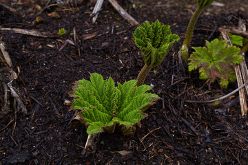 Lush, vibrant, and green rhubarb leaves are beautifully emerging from the rich and fertile soil