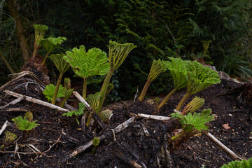 Lush, vibrant, and green rhubarb leaves are beautifully emerging from the rich and fertile soil