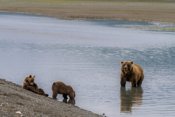 Female brown bear with two cubs fishing in Lake Clark National Park, Alaska © KAT
