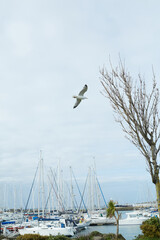 A seagull soars gracefully and effortlessly over a busy marina filled with various types of yachts