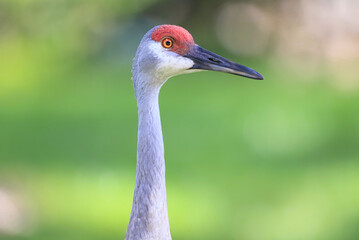 Sandhill Crane Close up 