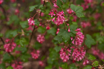 Exquisite Pink Flowering Plants Thriving in Full Bloom All Around Us to Enjoy and Admire
