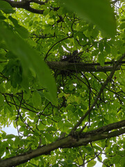 Nest with a dove on a walnut tree branch with green leaves.
