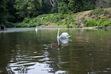 White swan swimming on calm lake in summer park