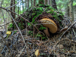 Grzyb © Sebastian