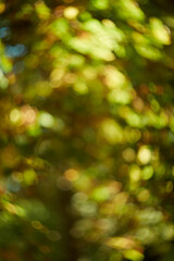 Obraz premium A Beautiful Bokeh Effect of Lush, Natural Greenery Captured in a Soft and Gentle Focus