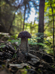 Koźlarz © Sebastian