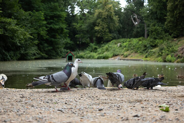 Pigeons and a swan feeding by the edge of a peaceful park pond