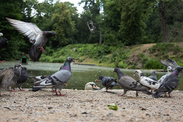 Pigeons and a swan feeding by the edge of a peaceful park pond