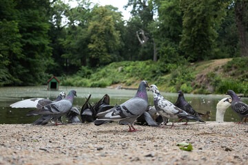 Obraz premium Pigeons and a swan feeding by the edge of a peaceful park pond