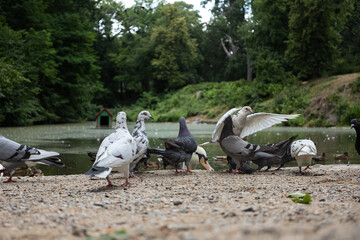 Obraz premium Pigeons and a swan feeding by the edge of a peaceful park pond