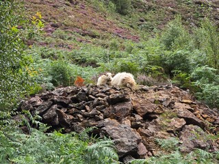 sleeping sheep Beddgelert North Wales