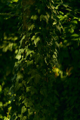 Fototapeta premium Lush green ivy is beautifully climbing up a sturdy tree trunk in the serene backyard environment