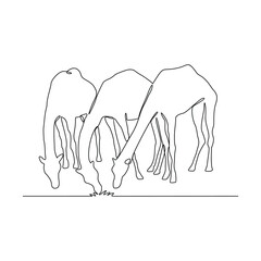 One continuous line drawing of Camel are eating grass vector illustration. Animal themes design concept in simple linear continuous line. Great vector design for animal farm business campaign.