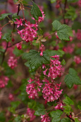 Exquisite Pink Flowering Plants Thriving in Full Bloom All Around Us to Enjoy and Admire