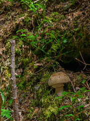 Grzyb © Sebastian