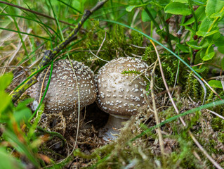 Muchomor © Sebastian