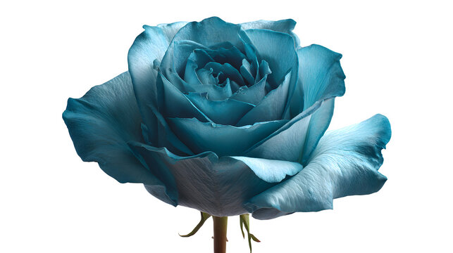Single Blue Rose With Stem Images – Browse 10,491 Stock Photos