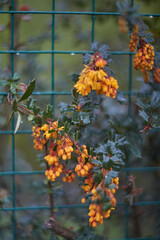 A stunning display of vibrant yellow flowers beautifully contrasts against a lush green fence