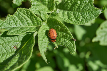 The larva of the Colorado potato beetle on potato leaves is a danger to the crop. Potato pest – macro photography of a pest insect.
