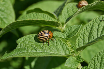 The Colorado potato beetle on potato leaves is a danger to the crop. Potato pest – macro photography of a pest insect.
