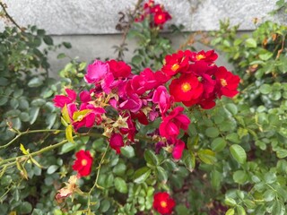 Zaunrose Tannen Moschus Moschata Hybriden Lambertiana Pemberton rosa pendulina Alpine hedge rose Rosa moyesii tea vinegar China rose red hedge musk rose prairie French rose Scottish hedge rose