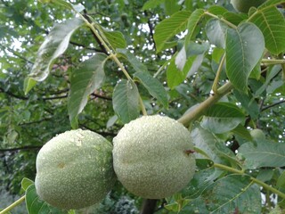 Walnut tree in the rain
