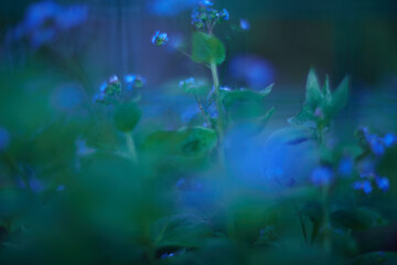 Enchanting and Mystical Blue Green Flora Presented in a Soft Focus for Maximum Effect