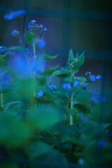 Enchanting and Mystical Blue Green Flora Presented in a Soft Focus for Maximum Effect