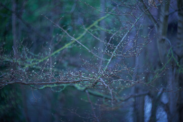 In an enchanting, mysterious forest scene, delicate branches reach out, illuminated by soft light