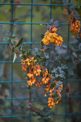 A stunning display of vibrant yellow flowers beautifully contrasts against a lush green fence