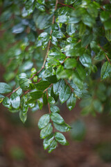 Gorgeous and Beautiful Green Leaves Adorned with Glimmering Water Drops on Their Surface