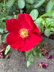 Zaunrose Tannen Moschus Moschata Hybriden Lambertiana Pemberton rosa pendulina Alpine hedge rose Rosa moyesii tea vinegar China rose red hedge musk rose prairie French rose Scottish hedge rose