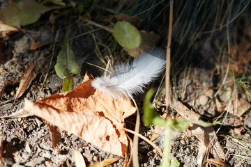 A Delicate Feather Resting Gracefully on a Bed of Colorful Autumn Leaves at a Park