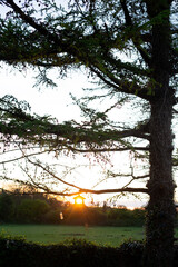 The Beautiful Sunset Seen Through the Delicate Branches of a Tree in a Serene Landscape