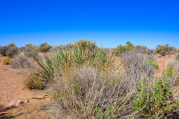 Desert vegetation and plants