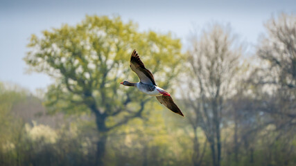 Greylag Goose in Mid-Flight Over Spring Woodland