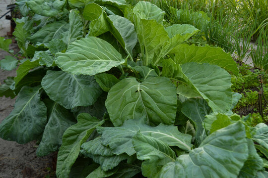 Planta&ccedil;&atilde;o de coiuve, horta caseira 